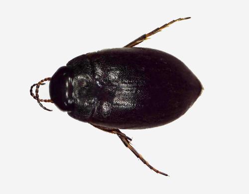 Réf. 306 338 : Hydroporus sp.